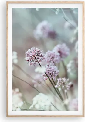 Produktbild von Gerahmtes Poster - Rahmen in heller Eiche - Wiese Knoblauch Blume - 61x91,5 cm - Wand Bild - Wanddeko - Wandbilder - Wandposter - Bilderrahmen - Bilder - Kunstdruck - Wandbild - P2NPA61x91-4177