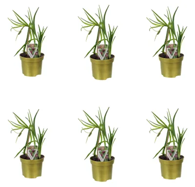 Productafbeelding van Schaakbordbloem set, 6 stuks