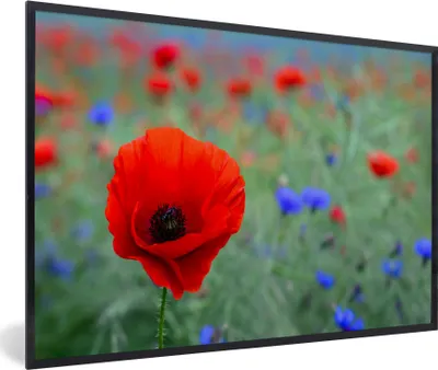 Produktbild von MuchoWow® MuchoWow® Gerahmtes Poster Lila und rote Mohnblumen auf einer Wiese 60x40 cm - Poster mit zchwarzem Bilderrahmen - Printing - Wanddeko Schlafzimmer