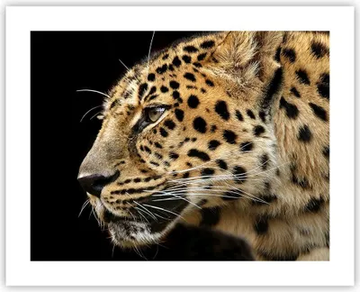 Produktbild von Poster - Poster ohne Rahmen - Tiere Leopard wilde Katze wilde Tiere - 50x40 cm - Wand Bild - Wanddeko - Wandbilder - Kunstposter - Wandposter - Bilder - Kunstdruck - Wandbild - P2XAA50x40-0433