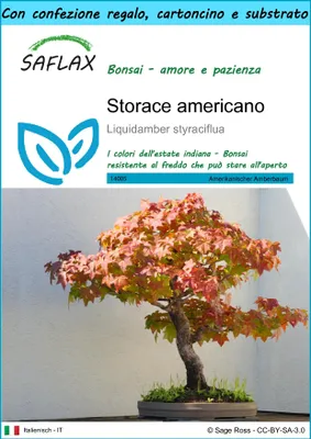 Immagine prodotto di SAFLAX Set regalo - Storace americano - 100 semi - Liquidamber
