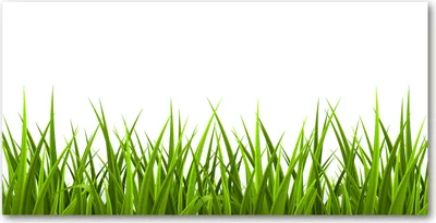 Produktbild von Tulup Glas-Bild -140x70- Wandkunst Dekorative Wand für Küche & Wohnzimmer - Blumen & Pflanzen - Gras - Grün