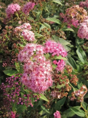 Produktbild von Zwergspiere Shirobana - Harlekinspiere - Spierstrauch - Spiraea japonica 40-60