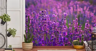 Produktbild von Fototapete Vlies Tapete schöne Lavendel Blumen Natur 360 cm (B) x 240 cm (H) Wandbild Wanddeko