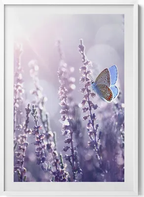 Produktbild von Schmetterling auf Feldblumen– Wandbild mit Rahmen – Gerahmtes Bild  – Wanddekoration – 70x100 cm –  Weiß Rahmen