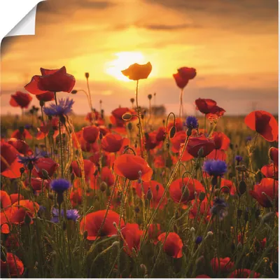 Produktbild von Steffen Gierok: Mohnblumen im Abendlicht, Produkt:Poster, Größe (HxB):30x30 cm / Poster