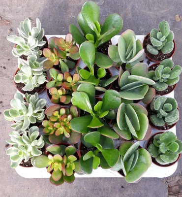 Produktbild von 20 Sukkulenten im 5,5er Topf, 5 Sorten 8-15 cm - LE Succulenten