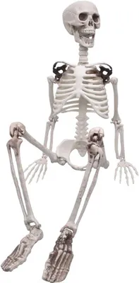 Produktbild von Halloween-Skelett-Ganzkörperleben wie Skelettmodell mit beweglichen Gelenken für Halloween-Dekoration