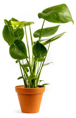 Produktbild von Gardneria Monstera deliciosa, Durchmesser 12 cm
