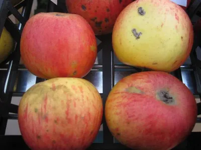 Produktbild von Schmidtbergers Winterapfel - Malus domestica - 140-150cm