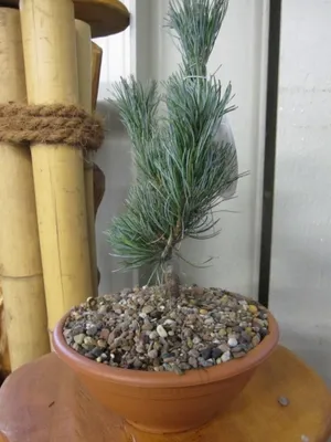 Produktbild von Pinus parviflora Glauca - Blaue Mädchenkiefer 15-20