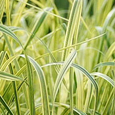 Produktbild von 6 x Buntblättriges Gartensüßgras  - Glyceria maxima 'Variegata'  | Topf 9cm x 9cm