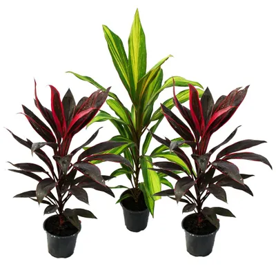 Produktbild von Verlosung: 3 Cordyline fruticosa, Lys Club, 12-cm-Topf