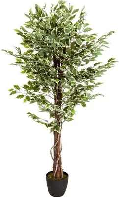 Obrázok produktu pre hjh OFFICE Umelá rastlina FICUS Umelá rastlina breza Výška 165,0 cm Dekorácie