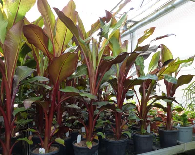 Produktbild von Ensete Ventricosum Maurellii | Bananenstaude | 120 - 150 cm