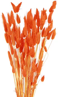 Produktbild von Lagurus Trockenblumen Deko Samtgras für Floristik und Tischdekoration