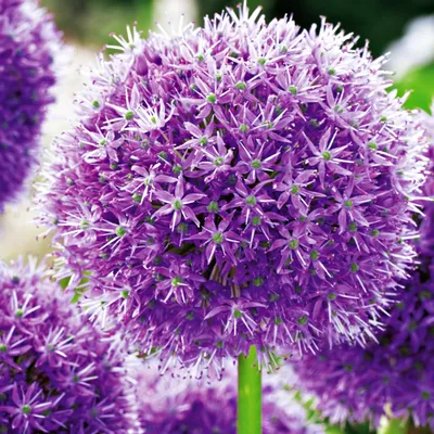 Produktbild von Blumenzwiebeln Zwiebeln Zierlauch Allium His Excellency 1 St.