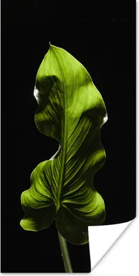 Produktbild von MuchoWow® Poster Ein grünes Blatt auf schwarzem Hintergrund 20x40 cm - Plakat - Foto