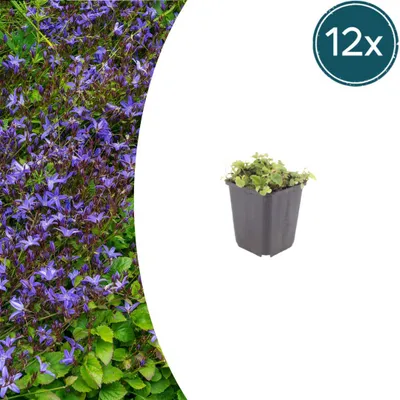Produktbild von Campanula poscharskyana | 12 Stück - 10-25cm - Ø9cm - Gartenpflanze