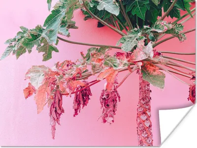 Produktbild von MuchoWow® Poster Palme - Tropisch - Rosa - Sommer 160x120 cm - Foto Plakat