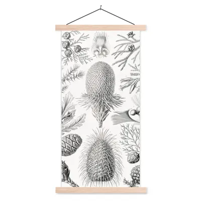 Produktbild von MuchoWow® Textilposter Koniferen - Ernst Haeckel - Kunst - Retro - Illustration - Natur 60x120 cm mit holzfarbenen Rahmen - Holz