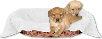 Produktbild von Hundedecke - Tierdecke, Maße: 80x120 cm, Farbe: Weiß