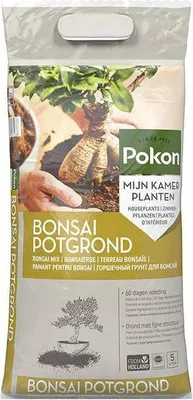 Produktbild von Bonsai Erde Zimmerpflanze - pflegeleichte Grünpflanze für Wohnzimmer, Büro &