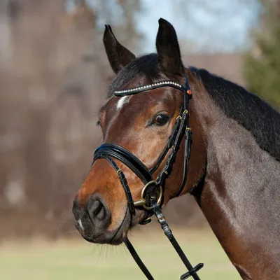 Produktbild von Kieffer Trensenzaum Comfort Young Profi schwarz/schwarz Ponytrense, Größe Pferd:G-Pony