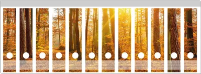 Produktbild von Wallario Ordnerrücken Sticker, selbstklebend für breite Ordner, 12 Stück, Motiv Sonnenuntergang im herbstlichen Wald