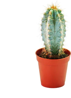 Obrázok produktu pre Pilosocereus azureus - malá rastlina v 5,5cm hrnci