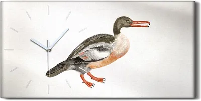 Produktbild von Wohnzimmer-Bild Leinwand Uhr Geräuschlos 60x30 Zeichnung Tier Vogel Kunst - weiße Hände