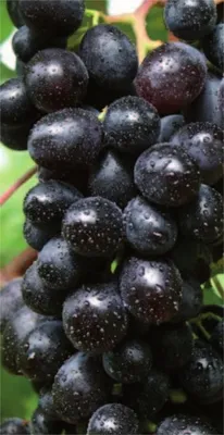 Produktbild von Vitis vinifera Weinrebe Centuri - Weintraube -Tafeltraube - kernarm