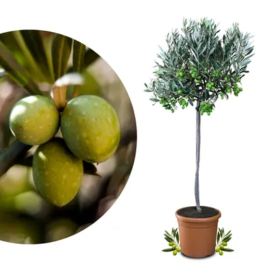 Produktbild von Meine Orangerie Olivenbaum Mezzo - echter Olivenbaum - 80 bis 100 cm - Olea Europaea - Olive Tree - Fruchtreifes Stämmchen in Gärtnerqualität