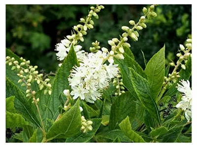 Produktbild von Zimterle Clethra alnifolia Pflanze 5-10cm Scheineller Silberkerzenstrauch