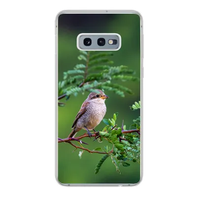 Produktbild von MuchoWow® Handyhülle Schutzhülle Hülle für Samsung Galaxy S10e Vogel - Baum - Wald Silikon Softcase Handy Hülle - Handy