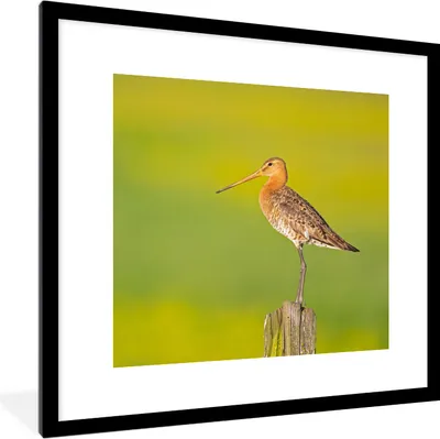 Produktbild von MuchoWow® Gerahmtes Poster Vogel - Tiere - Uferschnepfe - Pfahl - Grün 40x40 cm - Poster mit Schwarzem Bilderrahmen Wandposter Rahmen Foto Bilder - Poster - Plakat im Rahmen