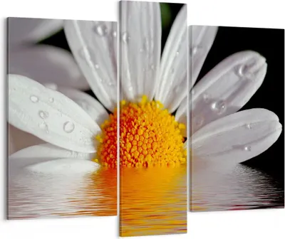 Produktbild von Bild auf Leinwand - Leinwandbild - Kraut Kamille Blume Wasser - 95x80cm - Wand Bild - Wanddeko - Leinwanddruck - Bilder - Kunstdruck - Wanddekoration - Leinwand bilder - Wandkunst - CB95x80-2282