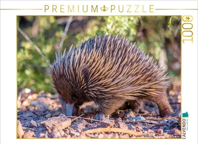 Produktbild von CALVENDO Puzzle Ameisenigel | 1000 Teile Lege-Größe 64x48cm Foto-Puzzle für glückliche Stunden