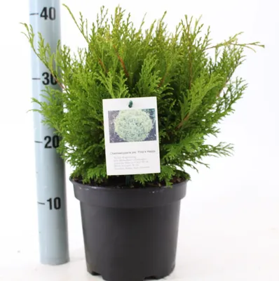 Obrázok produktu pre Chamaecyparis p. 'Paul's Gold' – zlatý cyprus | 25–30 cm v črepníku