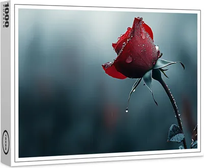 Produktbild von raxxa Premium-Puzzle "Rose mit Wassertropfen", 1000 Teile