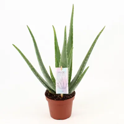 Immagine prodotto di Aloe Vera - 35-45cm - Ø14cm - Pianta d'appartamento - Sempreverde - Cactus e piante grasse