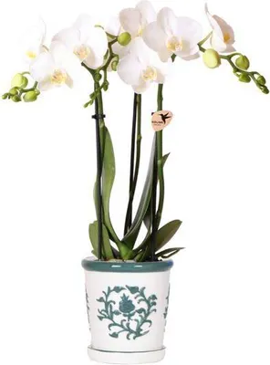 Produktbild von Phalaenopsis Orchidee Amabilis Weiß Zimmerpflanze Ø9cm Malaga Ziertopf Grün