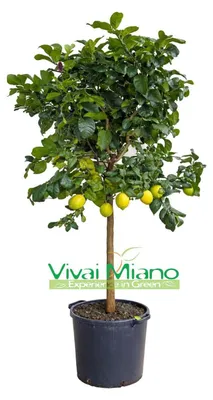 Obrázok produktu pre Citrónovník (v kvetináči - 35)