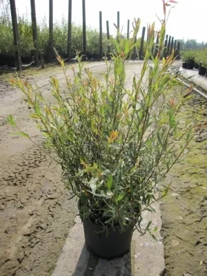 Produktbild von Purpur Weide - Salix purpurea Purple Willow 60-100