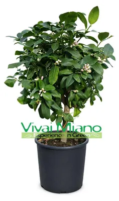 Immagine prodotto di Pianta di Limone (vaso 24 - Cespuglio)