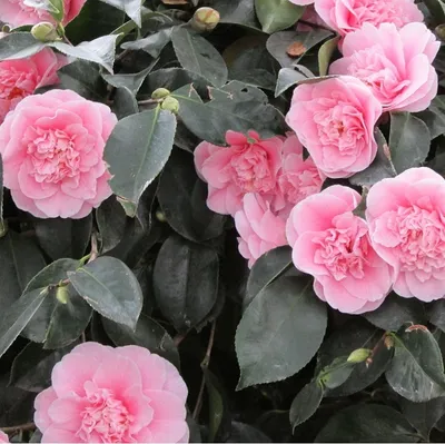 Produktbild von Kamelie Rose - Camellia japonica | 40-50 cm in Container