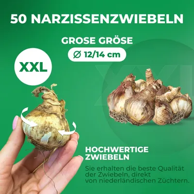 Produktbild von Narzissen Zwiebeln Winterhart Mehrjährig - Budget Flower Kollektion - 50 Blumenzwiebeln - Duftende Osterglocken - Mix aus Holland - für Garten und Topf (keine Samen, nicht künstlich)