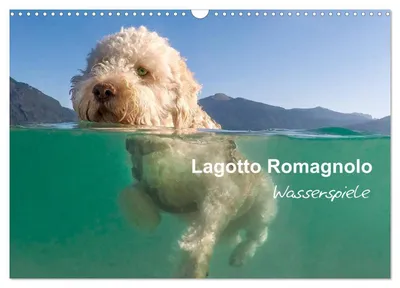 Produktbild von Lagotto Romagnolo - Wasserspiele (Wandkalender 2027 DIN A3 quer), CALVENDO Monatskalender