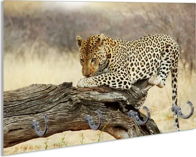 Produktbild von Wallario Handtuchhalter aus Glas, Motiv: Leopard auf Baumstamm in Afrika, 30 x 20 cm mit 4 Haken