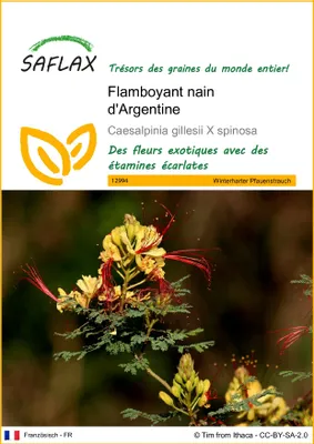 Image de SAFLAX  - Flamboyant nain d'Argentine - 10 graines - Caesalpinia